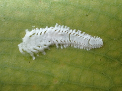 Eucalyptolyma maideni