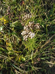 Achillea millefolium