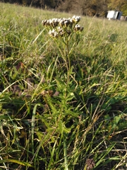 Achillea millefolium