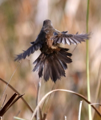 Bradypterus baboecala