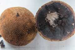 Elaphomyces muricatus