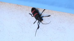 Ceroplesis orientalis