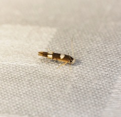 Stathmopoda paradiplaspis