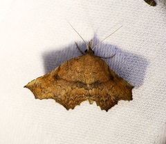 Throana pectinifer