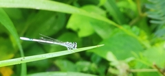 Agriocnemis pieris