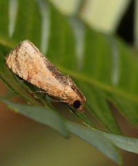 Cryptophlebia ombrodelta