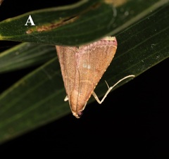 Endotricha olivacealis