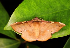 Fascellina chromataria