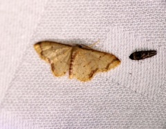 Idaea impexa