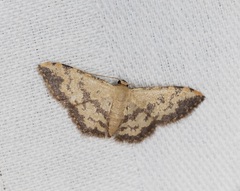 Idaea phaeocrossa