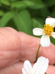 Bidens alba