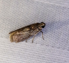 Indomyrlaea ferreotincta