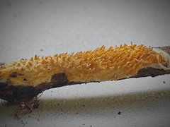 Sarcodontia uda
