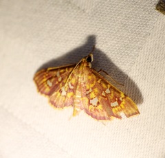 Ischnurges gratiosalis