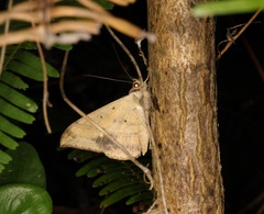 Oxyodes scrobiculata