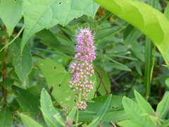 Spiraea × billardii