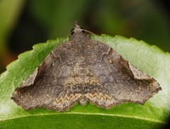 Pangrapta obscurata