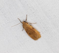 Paralithosia shaowuica