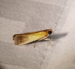 Piesmopoda semilutea