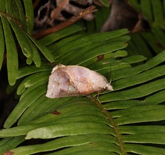 Pterogonia cardinalis