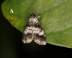 Salma ridiculalis