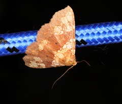 Saroba pustulifera