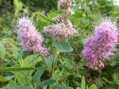 Spiraea × billardii