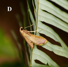 Endotricha olivacealis