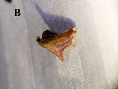 Endotricha olivacealis