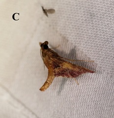 Endotricha olivacealis
