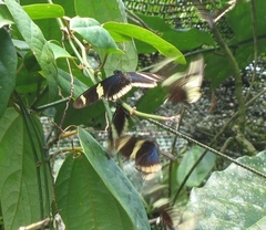 Heliconius sara theudela