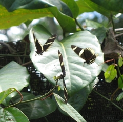 Heliconius sara theudela
