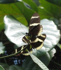 Heliconius sara theudela