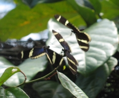 Heliconius sara theudela
