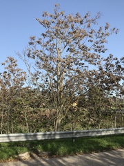 Ailanthus altissima