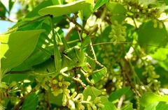 Neobarrettia sinaloae