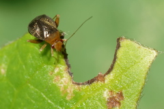 Halticus luteicollis