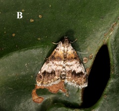 Salma ridiculalis