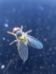 Acletoxenus formosus