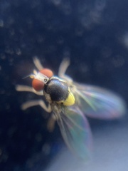 Acletoxenus formosus