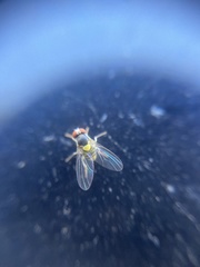 Acletoxenus formosus