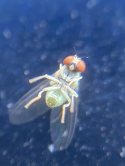 Acletoxenus formosus