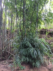 Schizostachyum pergracile