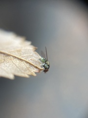 Acletoxenus formosus