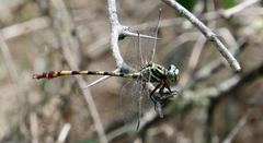 Aphylla angustifolia