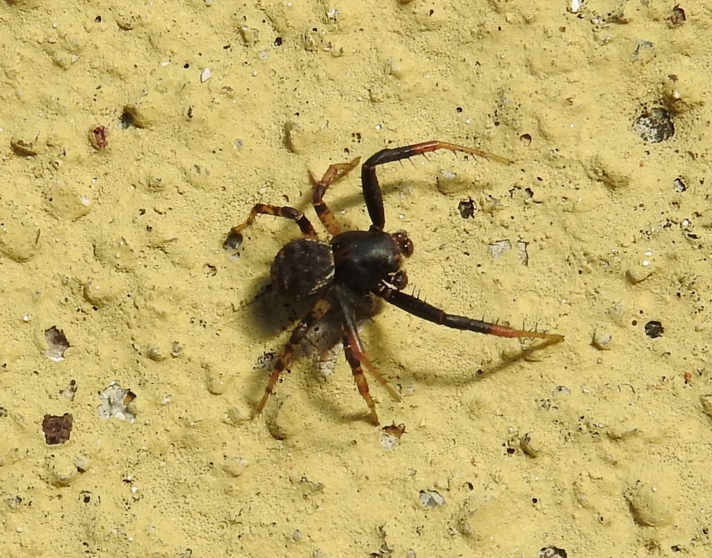 Xysticus verecundus