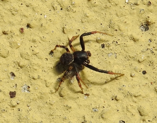 Xysticus verecundus