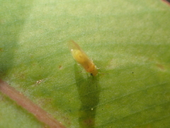 Eucalyptolyma maideni