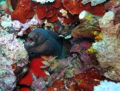 Gymnothorax breedeni
