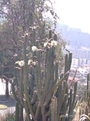 Trichocereus bridgesii